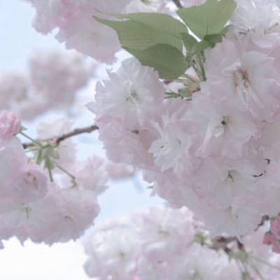 兽设角色性格塑造福瑞群